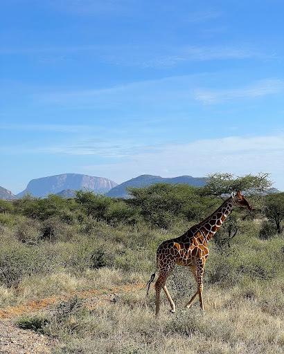 Why the magnificent Samburu Sopa Lodge is the ultimate gateway from the City [Photos]