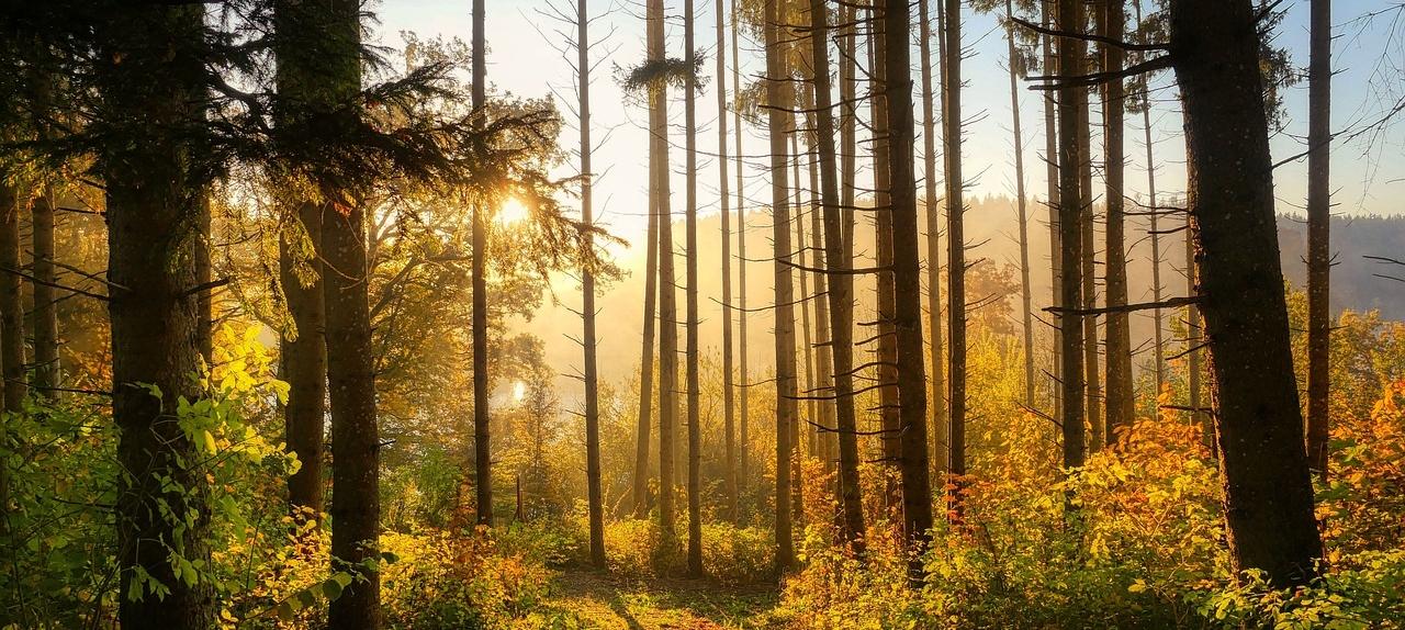 Nature's Therapy: The Benefits of Forest Bathing